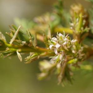 Photographie n°38683 du taxon Myricaria germanica (L.) Desv. [1824]