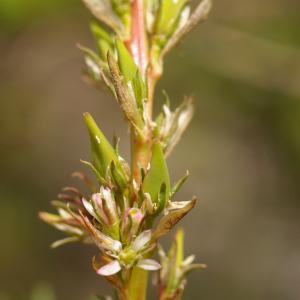 Photographie n°38684 du taxon Myricaria germanica (L.) Desv. [1824]