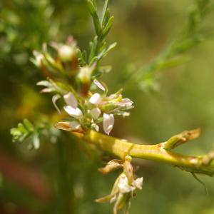 Photographie n°38687 du taxon Myricaria germanica (L.) Desv. [1824]