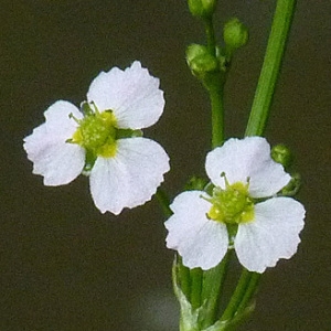 Photographie n°38689 du taxon Alisma plantago-aquatica L. [1753]