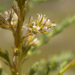 Photographie n°38690 du taxon Myricaria germanica (L.) Desv. [1824]