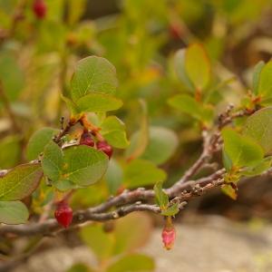 Photographie n°38715 du taxon Vaccinium uliginosum L. [1753]