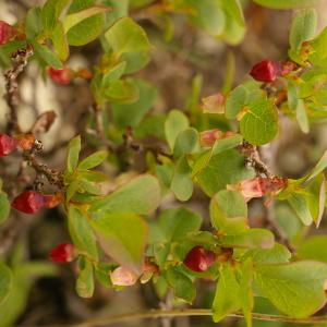 Photographie n°38718 du taxon Vaccinium uliginosum L. [1753]