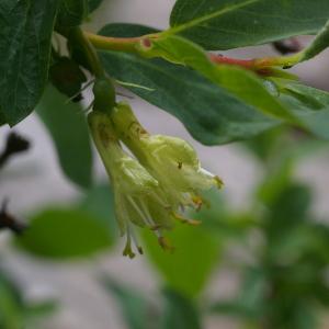 Photographie n°38726 du taxon Lonicera caerulea L. [1753]