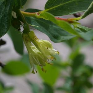 Photographie n°38727 du taxon Lonicera caerulea L. [1753]