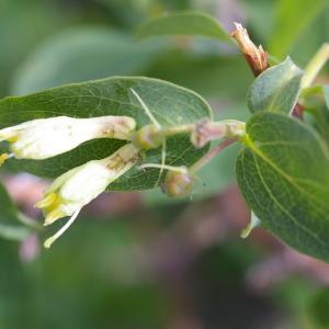 Photographie n°38729 du taxon Lonicera caerulea L. [1753]