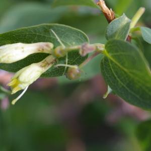 Photographie n°38730 du taxon Lonicera caerulea L. [1753]