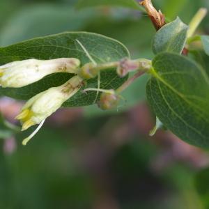 Photographie n°38731 du taxon Lonicera caerulea L. [1753]