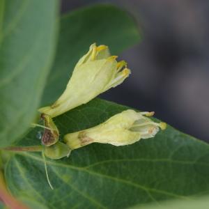 Photographie n°38732 du taxon Lonicera caerulea L. [1753]