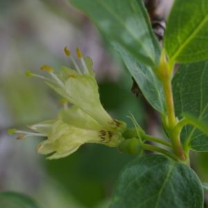 Isika caerulea (L.) Medik. (Camérisier bleu)