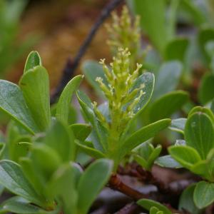 Photographie n°38738 du taxon Salix retusa L. [1759]