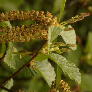 Photographie n°38740 du taxon Alnus alnobetula (Ehrh.) K.Koch [1872]