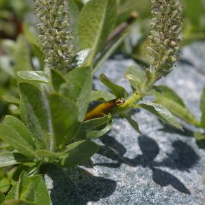 Salix myrsinites subsp. serrata (Neilr.) Schinz & Thell. (Saule à dents courtes)