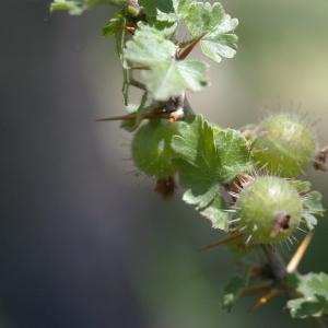 Photographie n°38803 du taxon Ribes uva-crispa L. [1753]