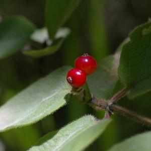 Photographie n°38805 du taxon Lonicera alpigena L. [1753]