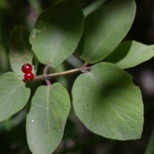 Photographie n°38807 du taxon Lonicera alpigena L. [1753]