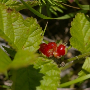 Photographie n°38812 du taxon Rubus saxatilis L. [1753]