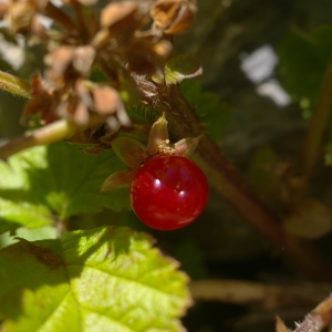 Photographie n°38813 du taxon Rubus saxatilis L. [1753]