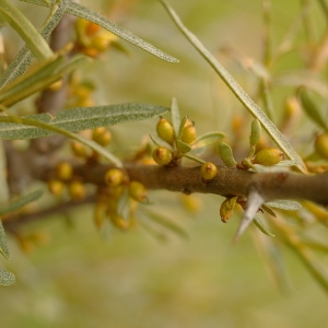 Photographie n°38826 du taxon Hippophae rhamnoides L. [1753]