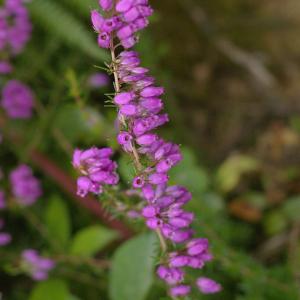 Photographie n°38836 du taxon Erica cinerea L. [1753]