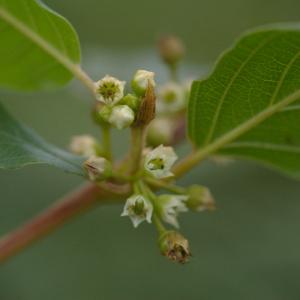 Frangula dodonei Ard. subsp. dodonei (Bourdaine)