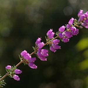 Photographie n°38852 du taxon Erica cinerea L. [1753]