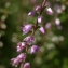  Michel POURCHET  - Calluna vulgaris (L.) Hull