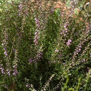 Photographie n°38862 du taxon Calluna vulgaris (L.) Hull