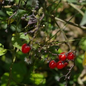 Photographie n°38863 du taxon Solanum dulcamara L. [1753]