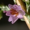  Michel POURCHET  - Calluna vulgaris (L.) Hull