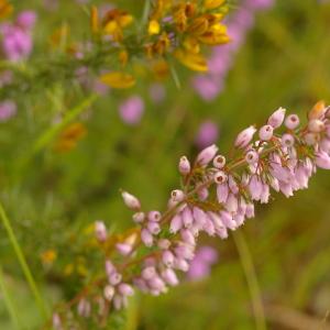 Photographie n°38892 du taxon Erica cinerea L. [1753]