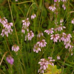 Photographie n°38893 du taxon Erica cinerea L. [1753]