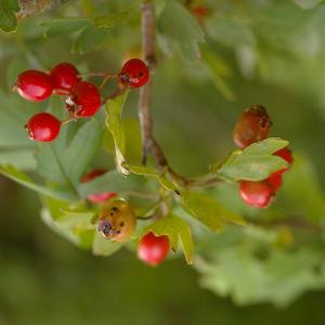 Photographie n°38908 du taxon Crataegus monogyna Jacq. [1775]