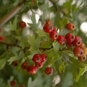 Photographie n°38909 du taxon Crataegus monogyna Jacq. [1775]