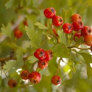 Photographie n°38910 du taxon Crataegus monogyna Jacq. [1775]