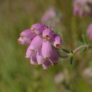 Photographie n°38924 du taxon Erica tetralix L. [1753]