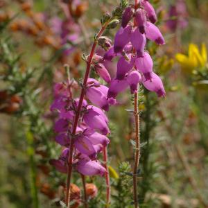 Photographie n°38927 du taxon Erica ciliaris L. [1753]