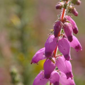 Photographie n°38928 du taxon Erica ciliaris L. [1753]