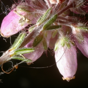 Photographie n°38937 du taxon Erica tetralix L. [1753]