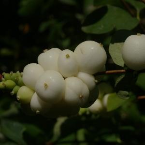 Photographie n°38940 du taxon Symphoricarpos albus (L.) S.F.Blake [1914]