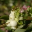  Michel POURCHET  - Symphoricarpos albus (L.) S.F.Blake [1914]