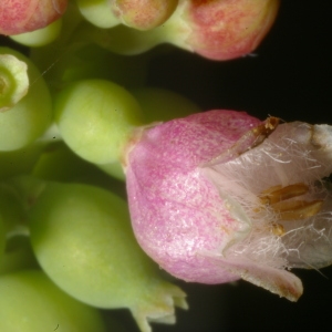 Photographie n°38944 du taxon Symphoricarpos albus (L.) S.F.Blake [1914]