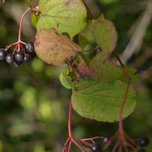 Photographie n°38945 du taxon Cornus sanguinea L. [1753]