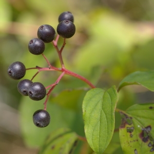 Photographie n°38947 du taxon Cornus sanguinea L. [1753]