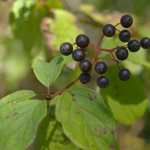 Photographie n°38948 du taxon Cornus sanguinea L. [1753]