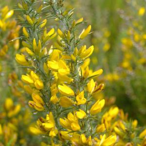 Photographie n°38960 du taxon Ulex europaeus subsp. europaeus