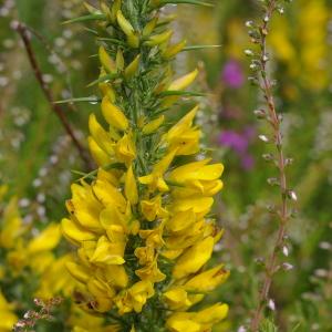 Photographie n°38961 du taxon Ulex europaeus subsp. europaeus