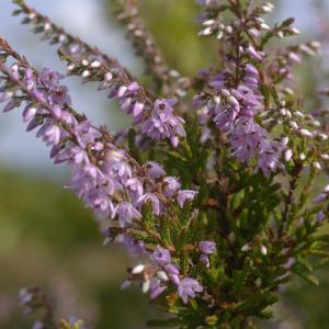 Photographie n°38966 du taxon Calluna vulgaris (L.) Hull