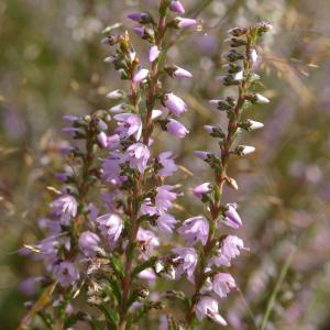 Photographie n°38969 du taxon Calluna vulgaris (L.) Hull