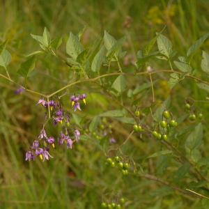 Photographie n°38982 du taxon Solanum dulcamara L. [1753]